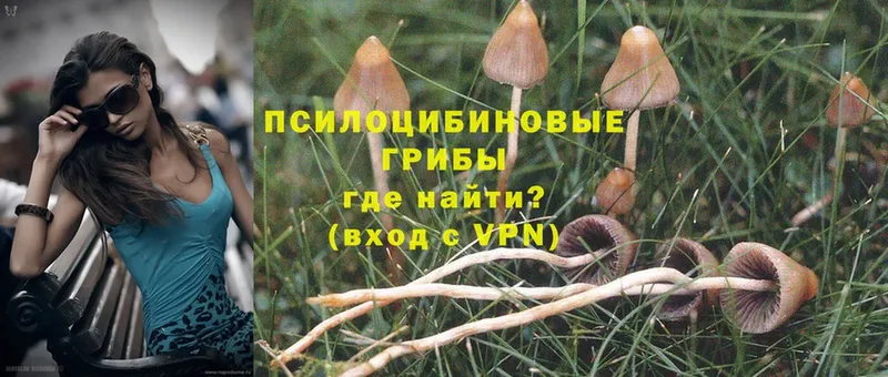 мега как войти  где купить наркоту  Краснозаводск  Псилоцибиновые грибы Psilocybine cubensis 